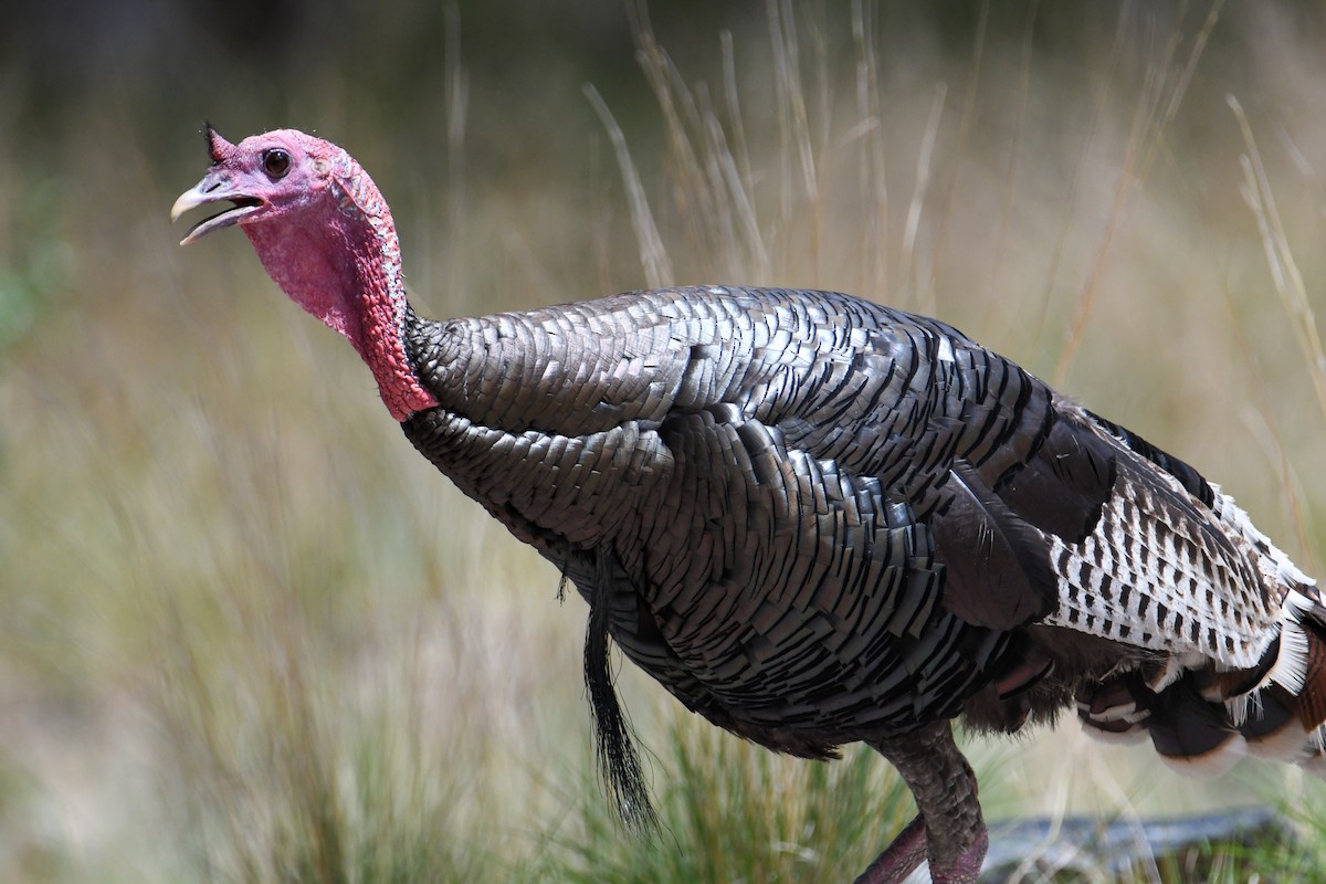 Wild Turkey - ML608416869