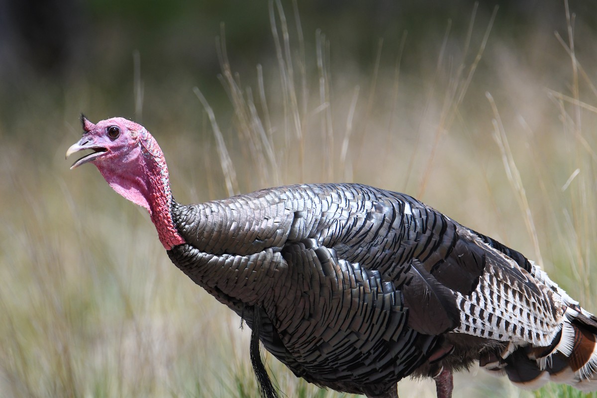 Wild Turkey - ML608416870