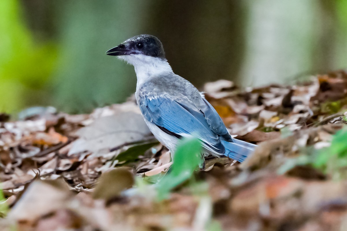 Pie-bleue à calotte noire - ML608416880