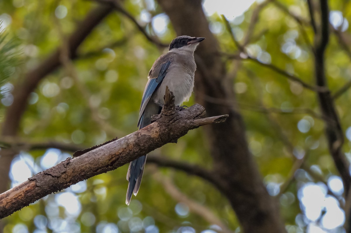 Azure-winged Magpie - ML608416883