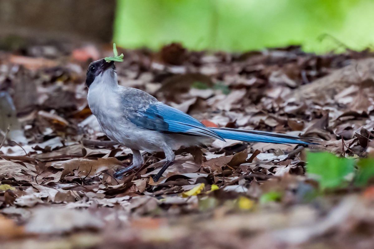 Azure-winged Magpie - ML608416884