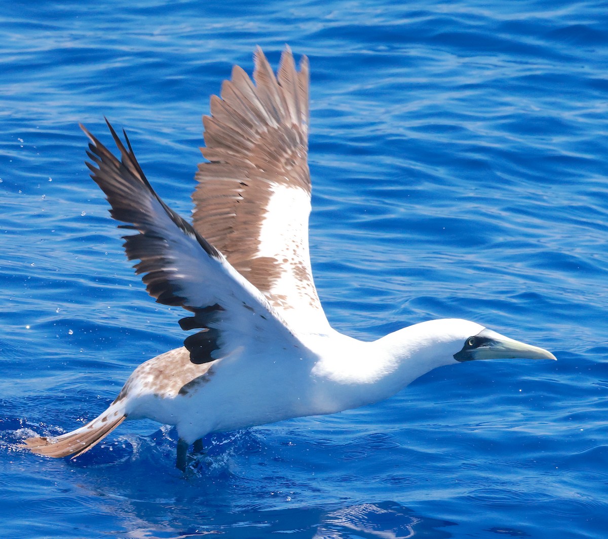 Masked Booby - ML608416994