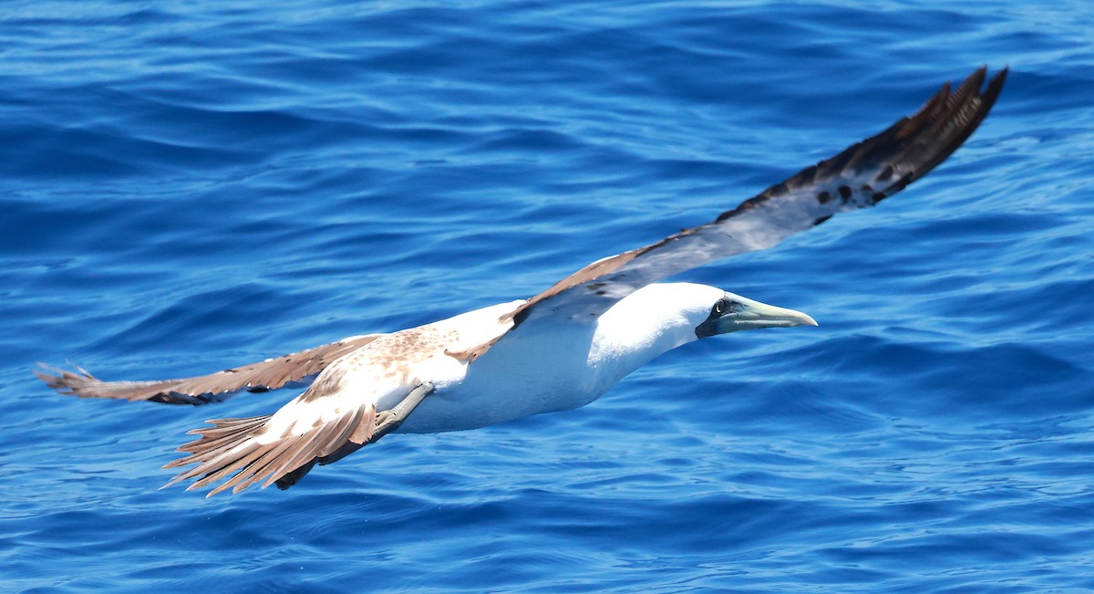 Masked Booby - ML608416995