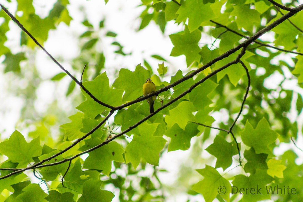 Kentucky Warbler - ML608417166