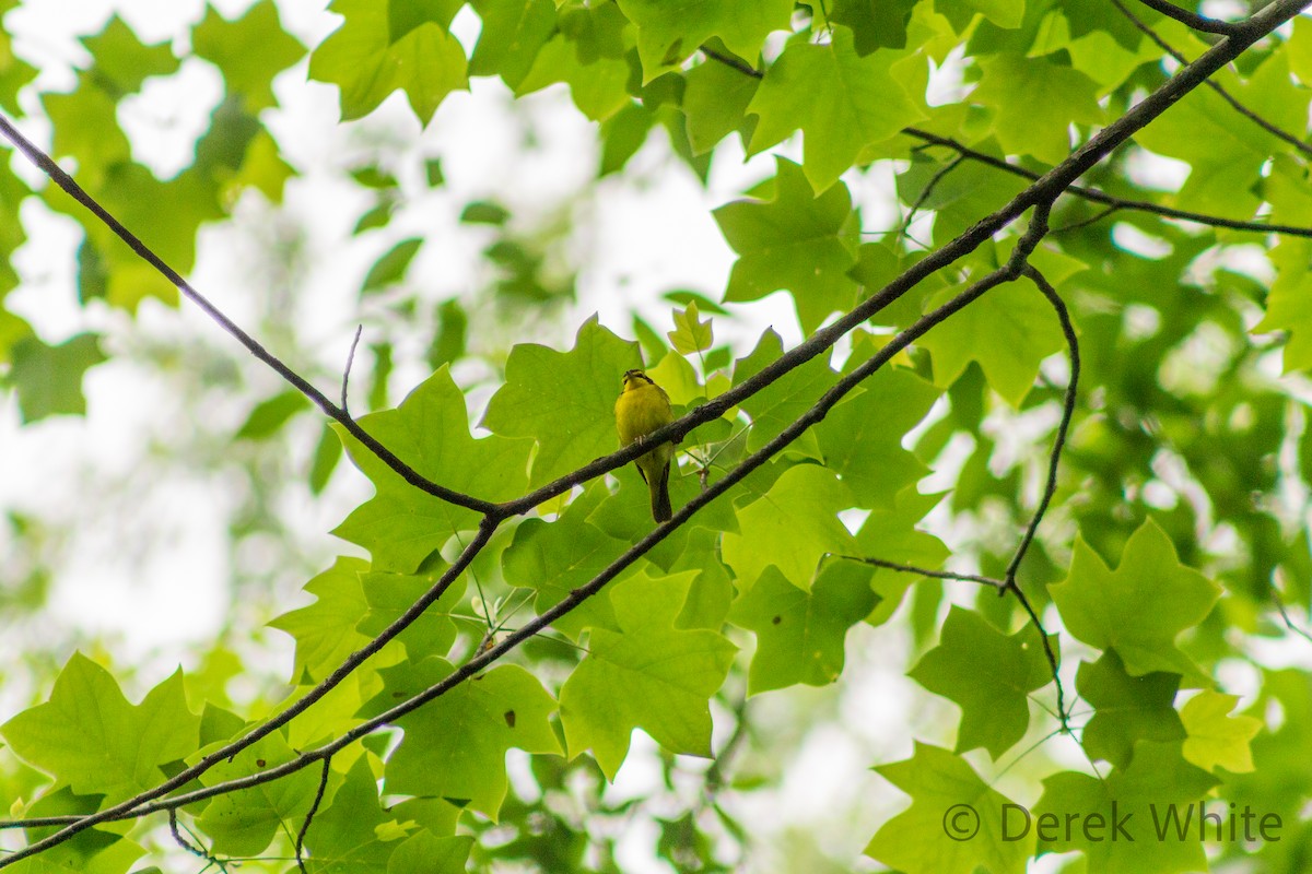 Kentucky Warbler - ML608417169