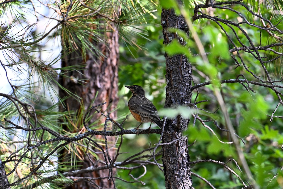 American Robin - ML608417222