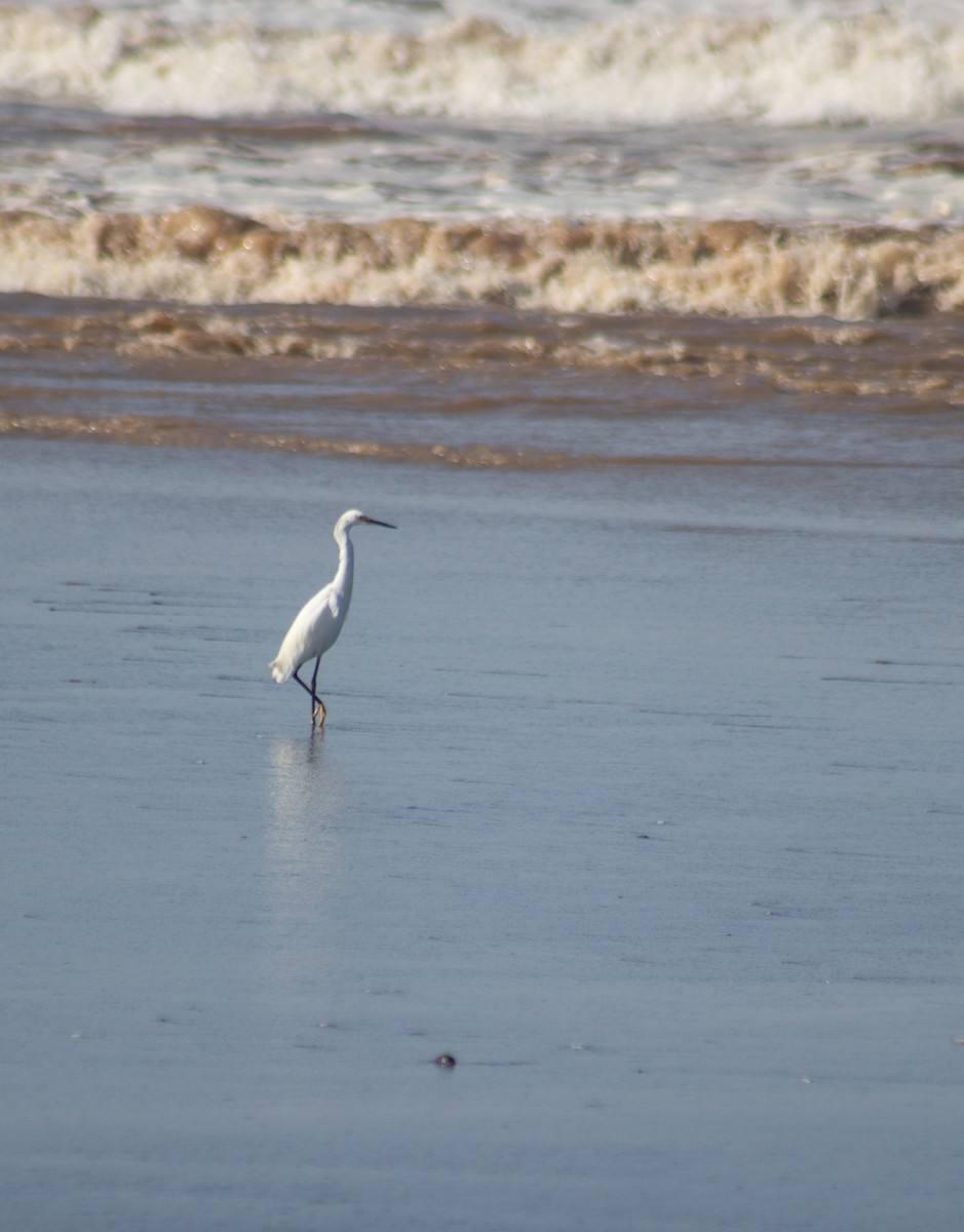 Snowy Egret - ML608417225