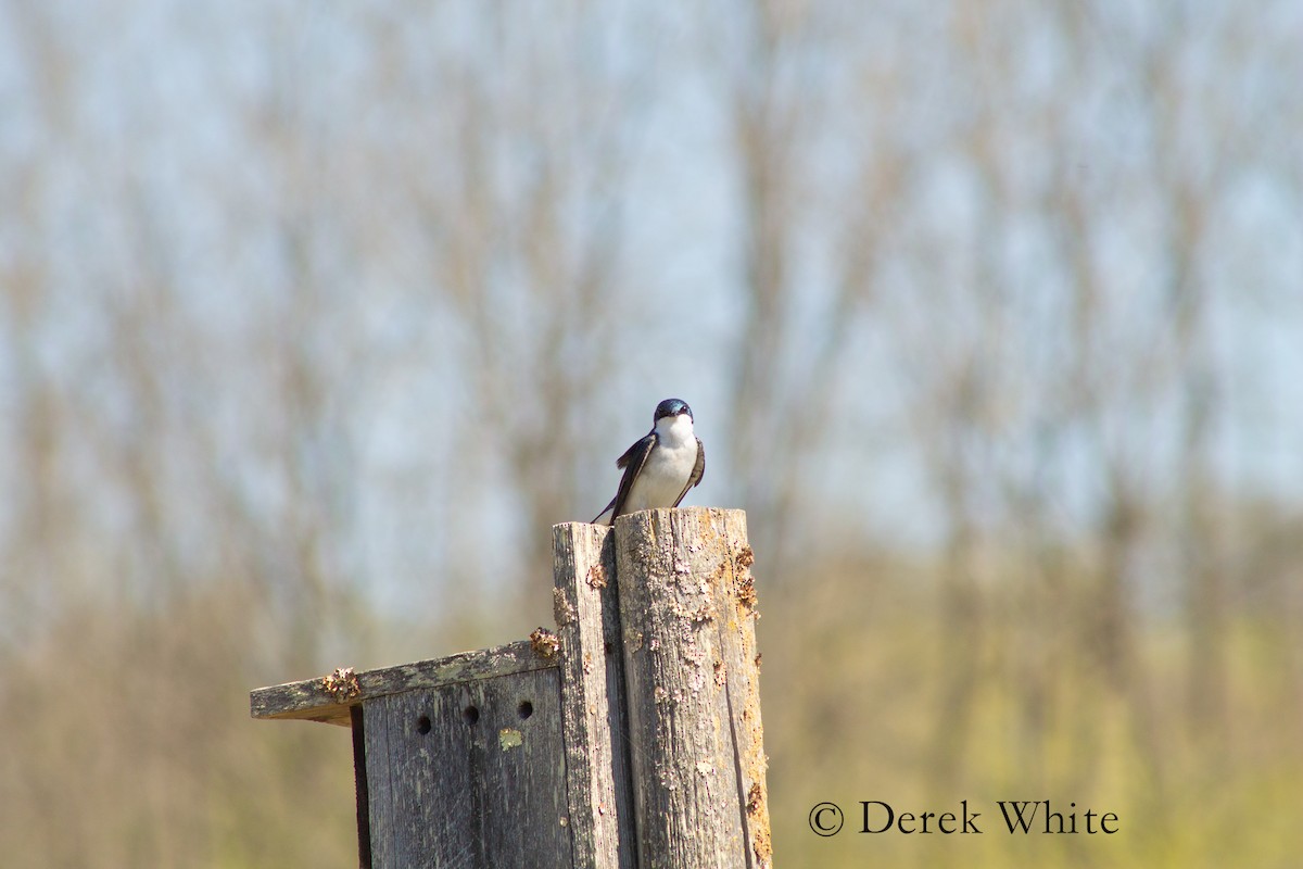 Tree Swallow - Derek White