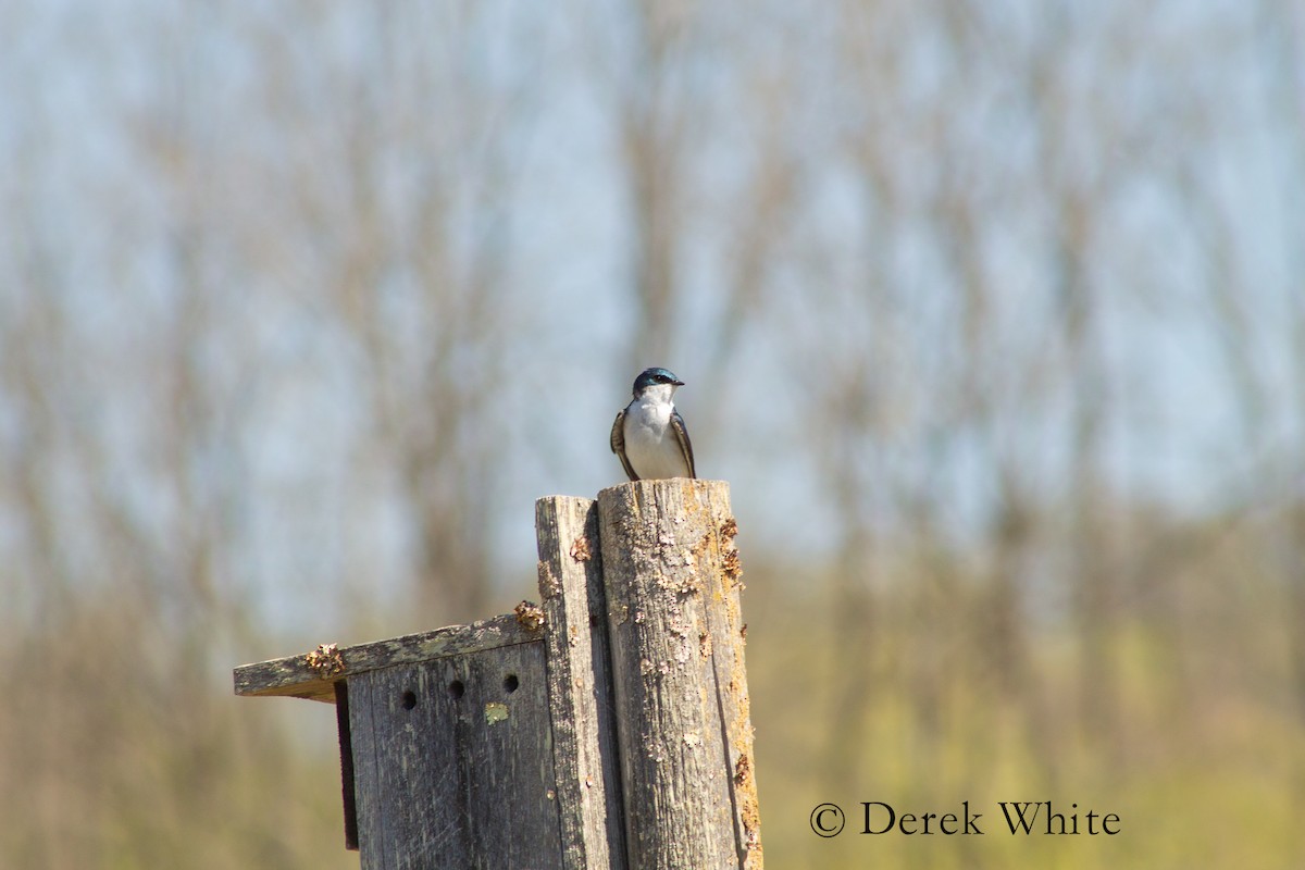 Golondrina Bicolor - ML608417306