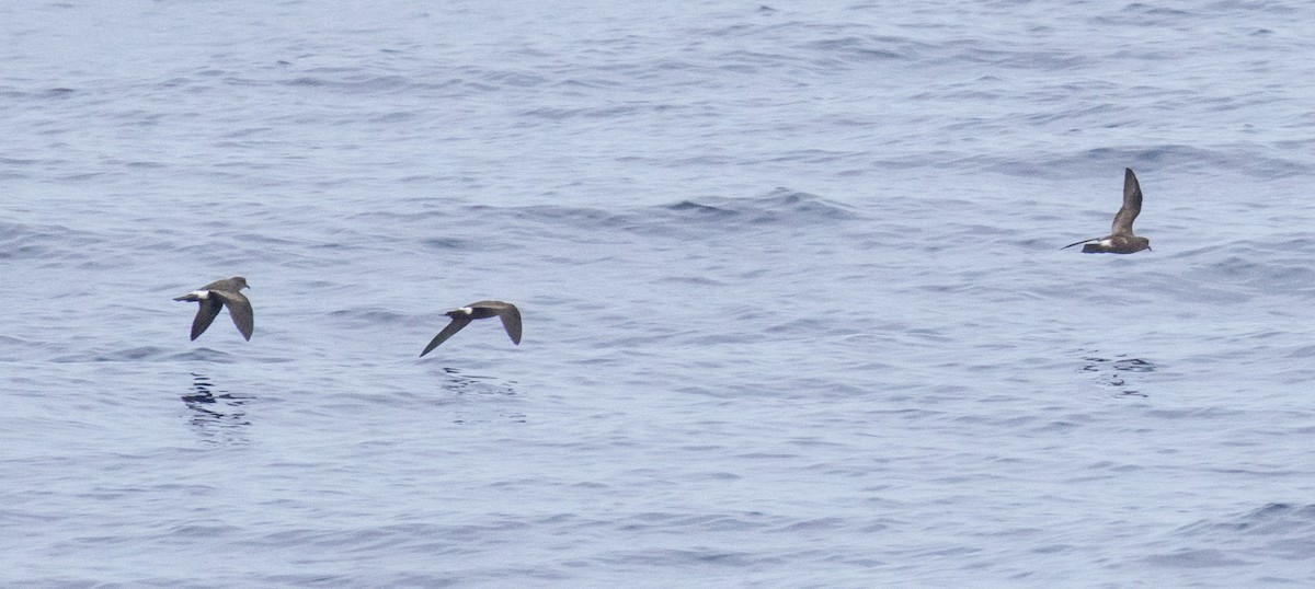 Band-rumped Storm-Petrel - ML608417357