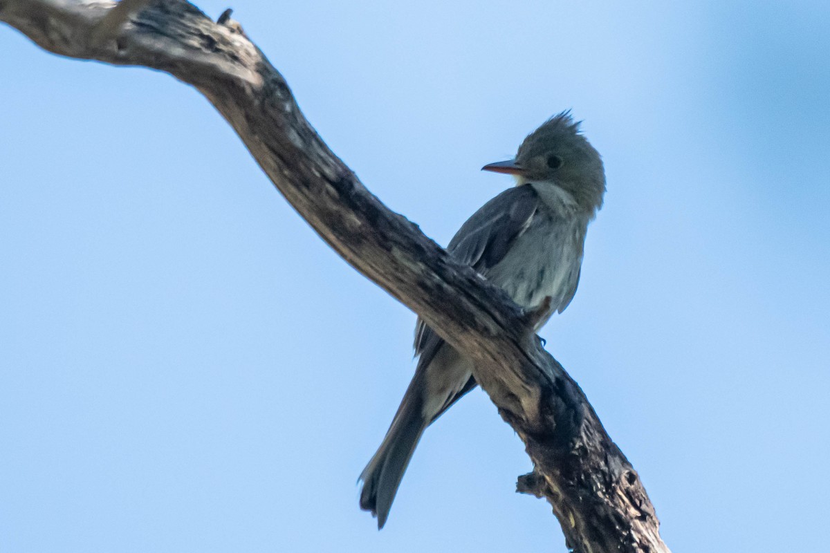 Greater Pewee - ML608417463