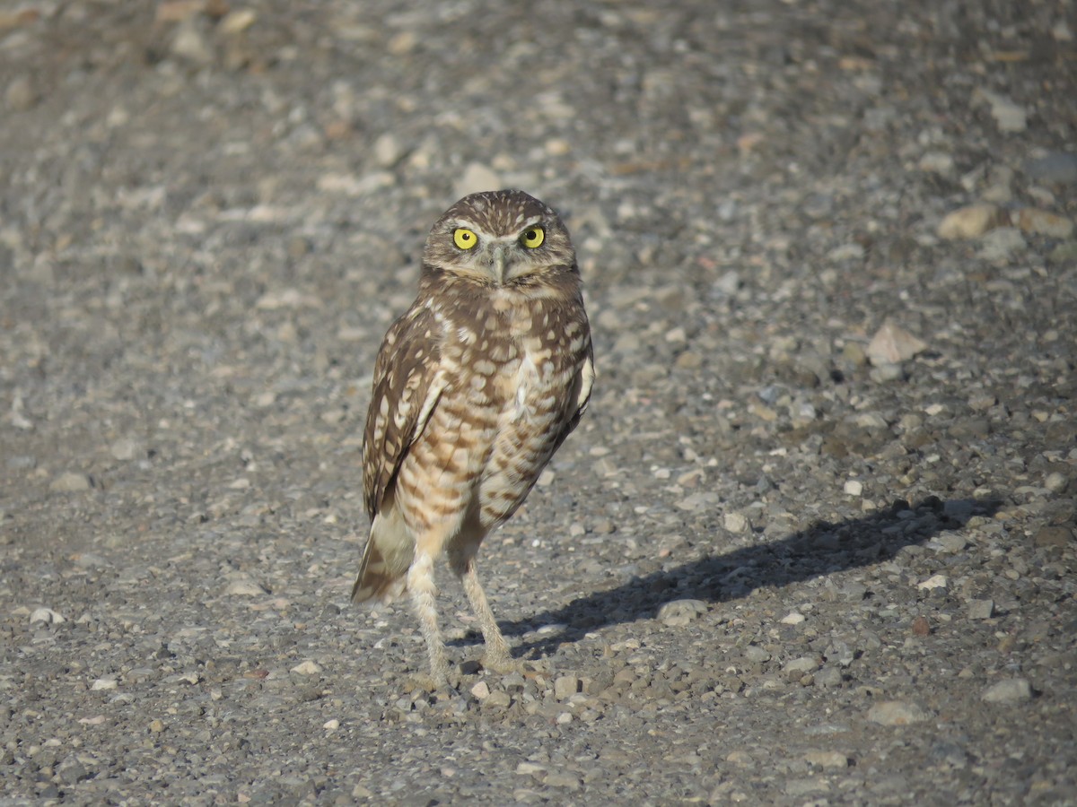 Burrowing Owl (Western) - ML608417469