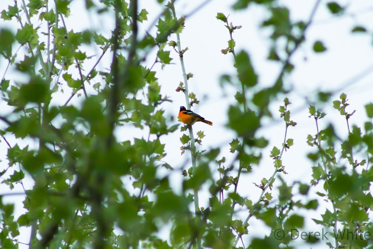 Baltimore Oriole - Derek White