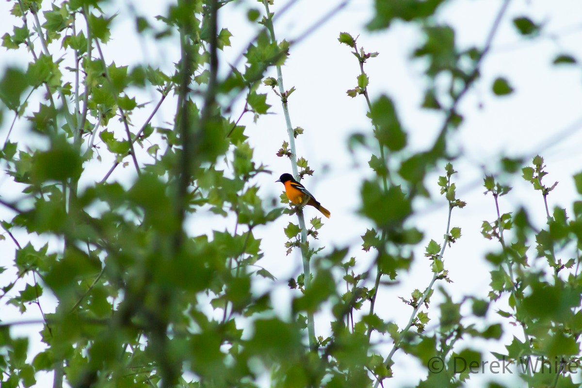 Baltimore Oriole - Derek White