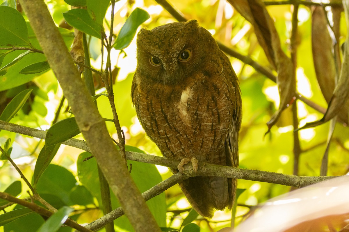 Madagascar Scops-Owl (Rainforest) - Will Knowlton