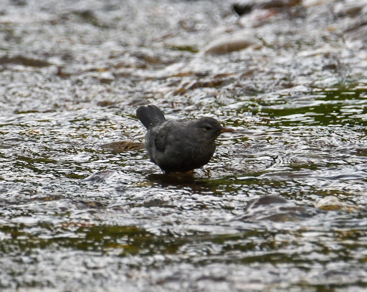 American Dipper (Northern) - ML608417788