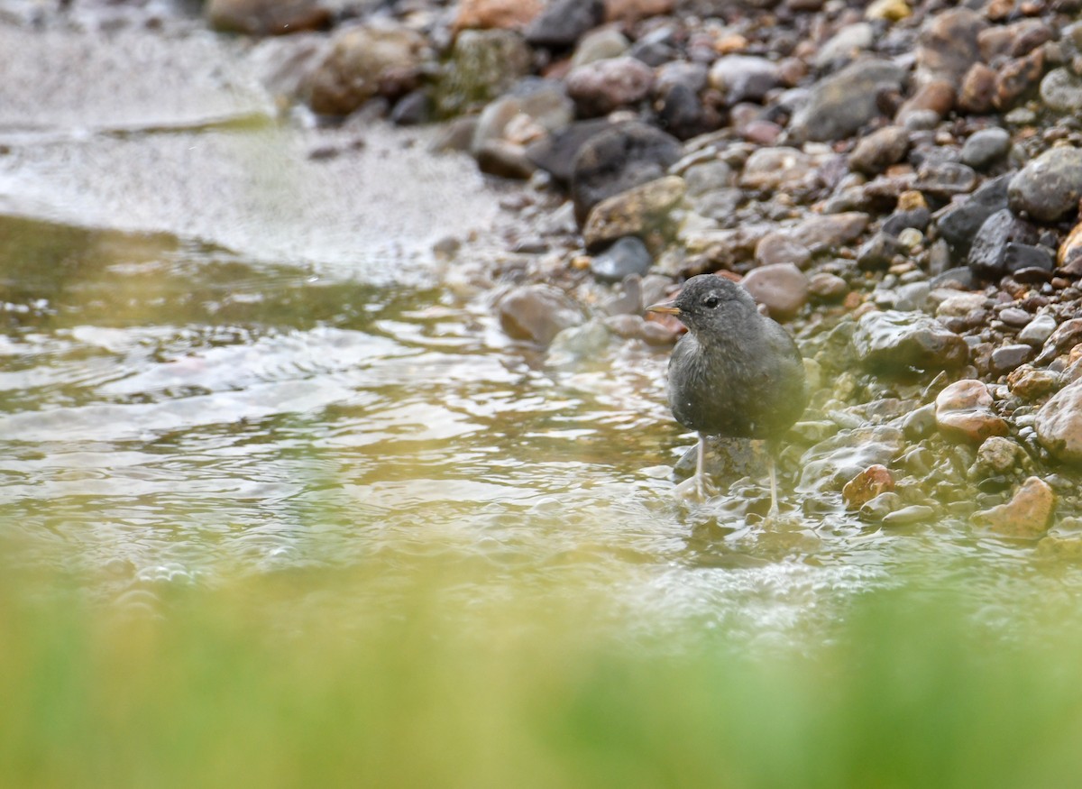 American Dipper (Northern) - ML608417789