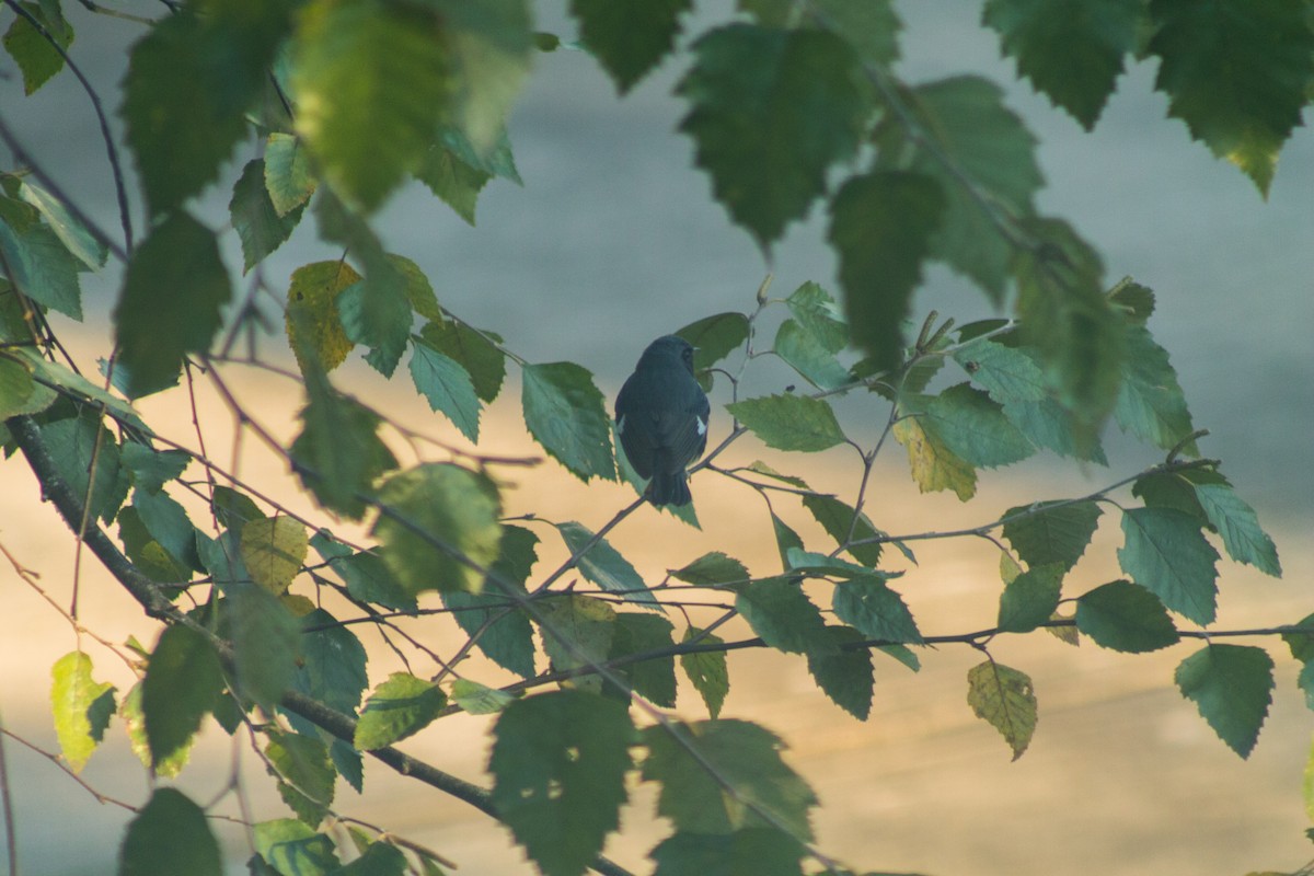 Black-throated Blue Warbler - ML608417810