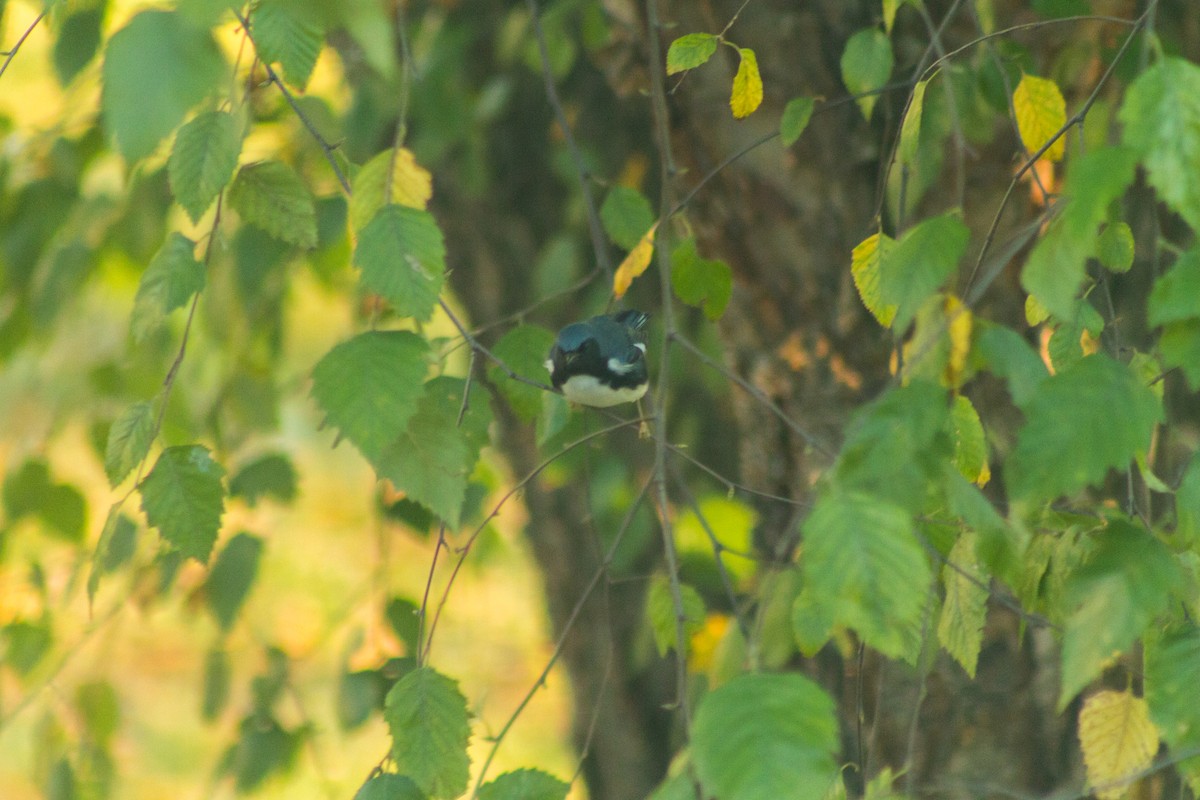 Paruline bleue - ML608417814