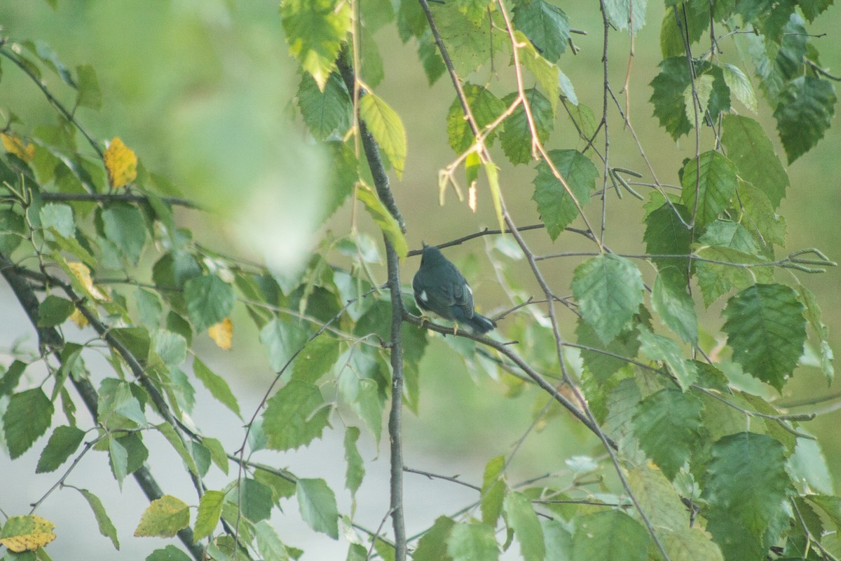 Black-throated Blue Warbler - ML608417815