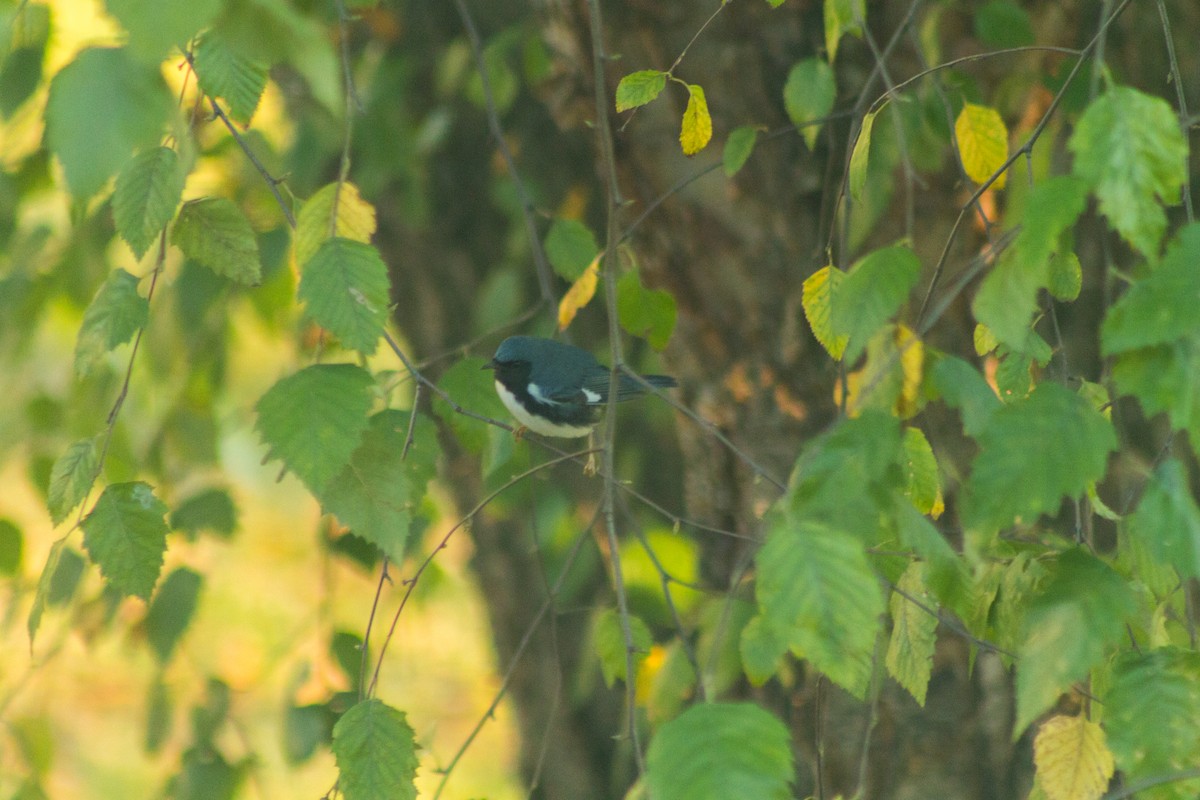 Paruline bleue - ML608417816