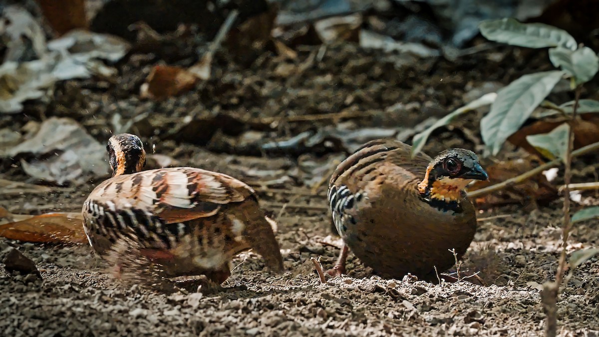 Orange-necked Partridge - ML608417875