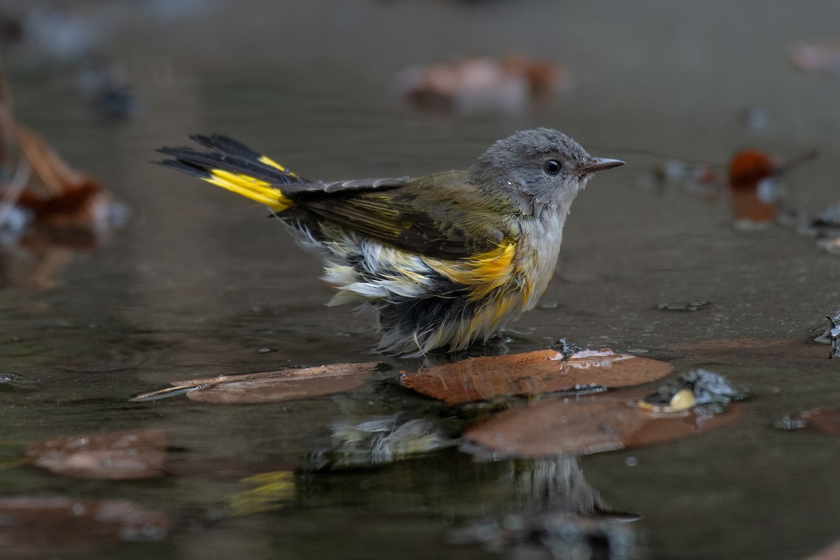 American Redstart - ML608417906