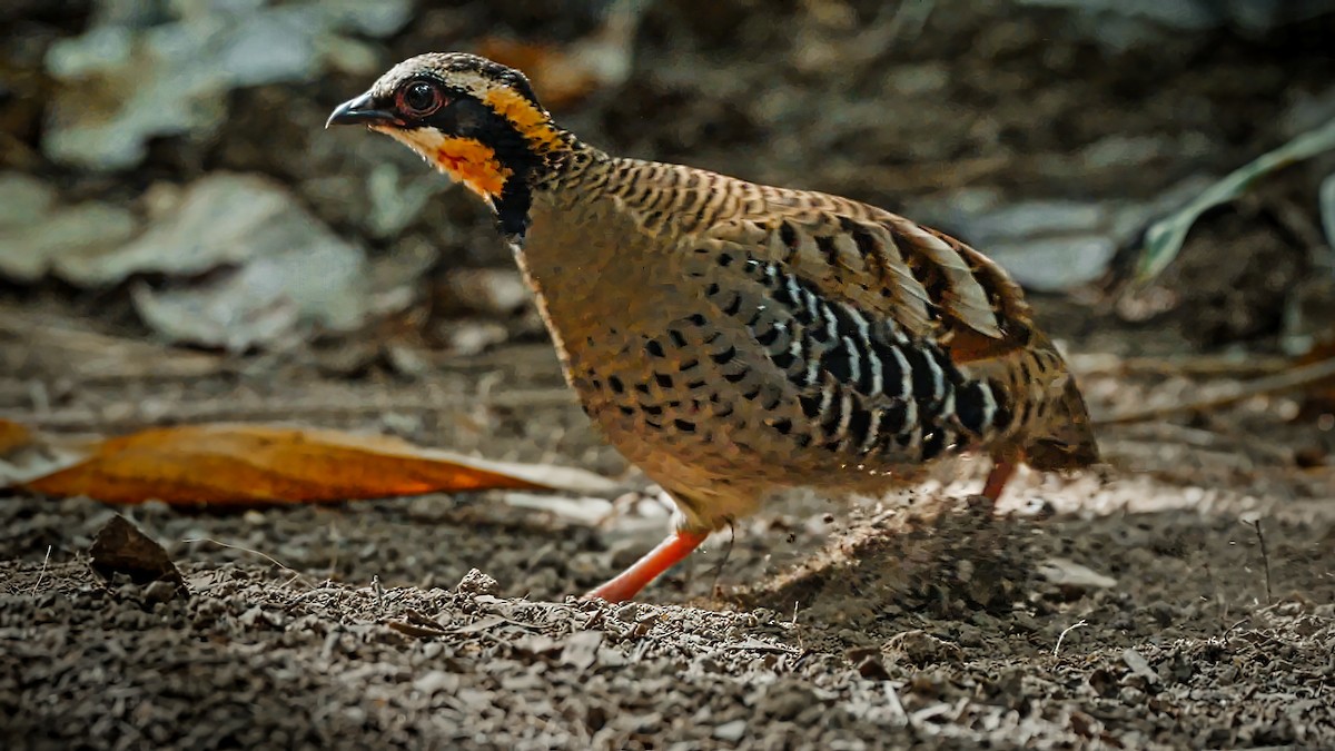 Orange-necked Partridge - ML608417929