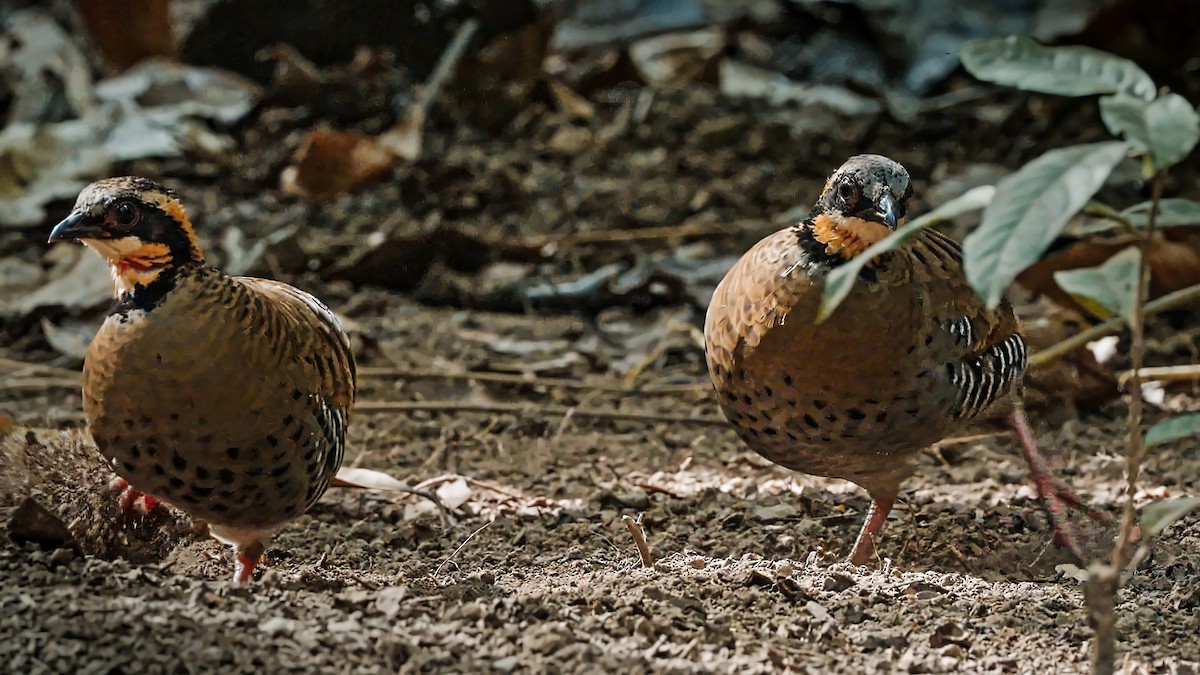 Orange-necked Partridge - ML608417933