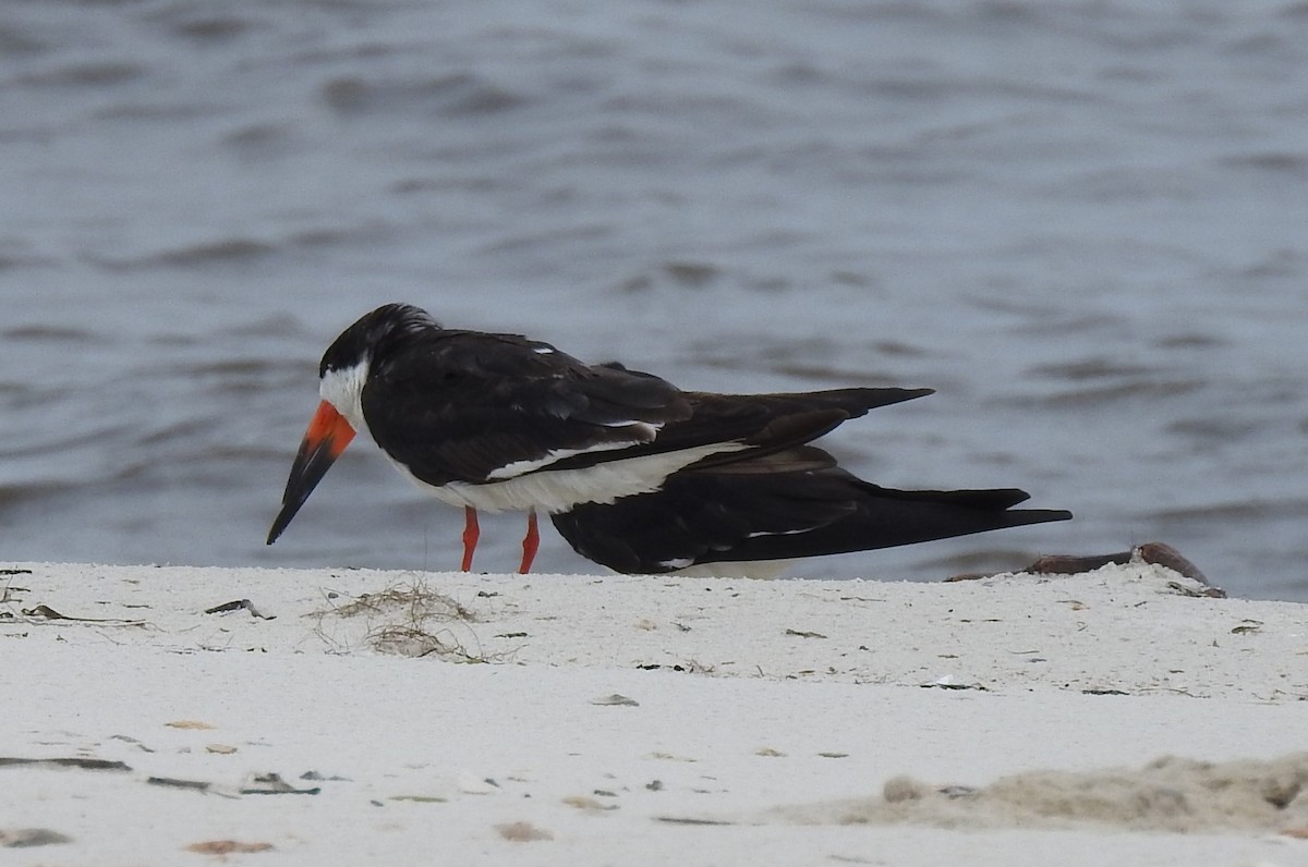 Black Skimmer - ML608417958