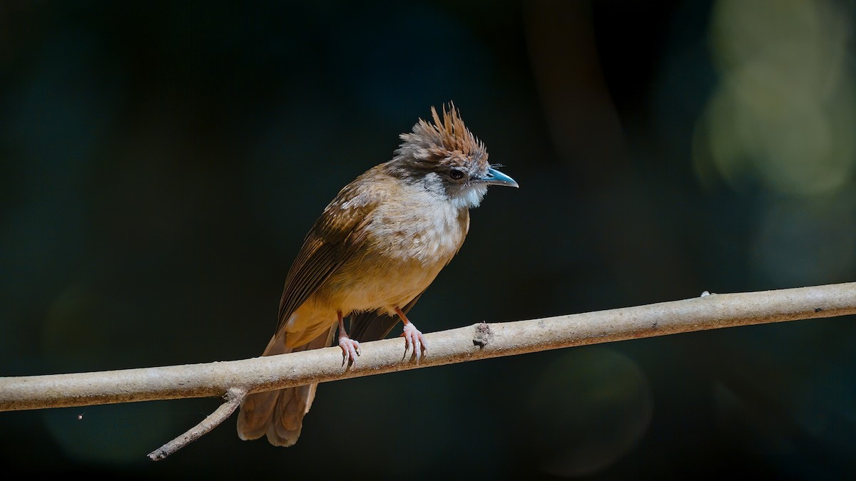 Ochraceous Bulbul - ML608417975