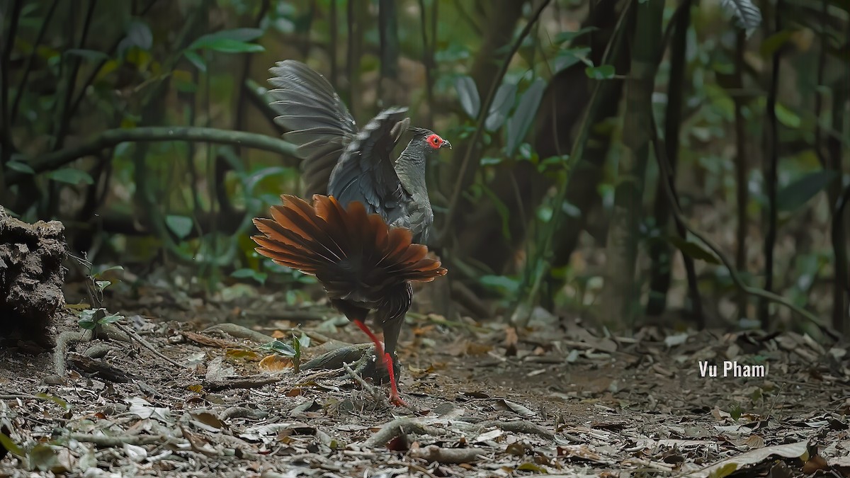 Silver Pheasant - ML608418033