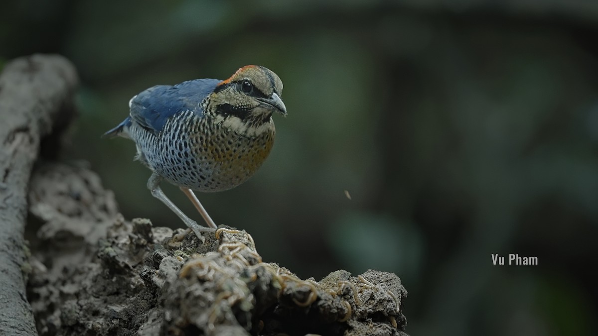 blåpitta - ML608418080