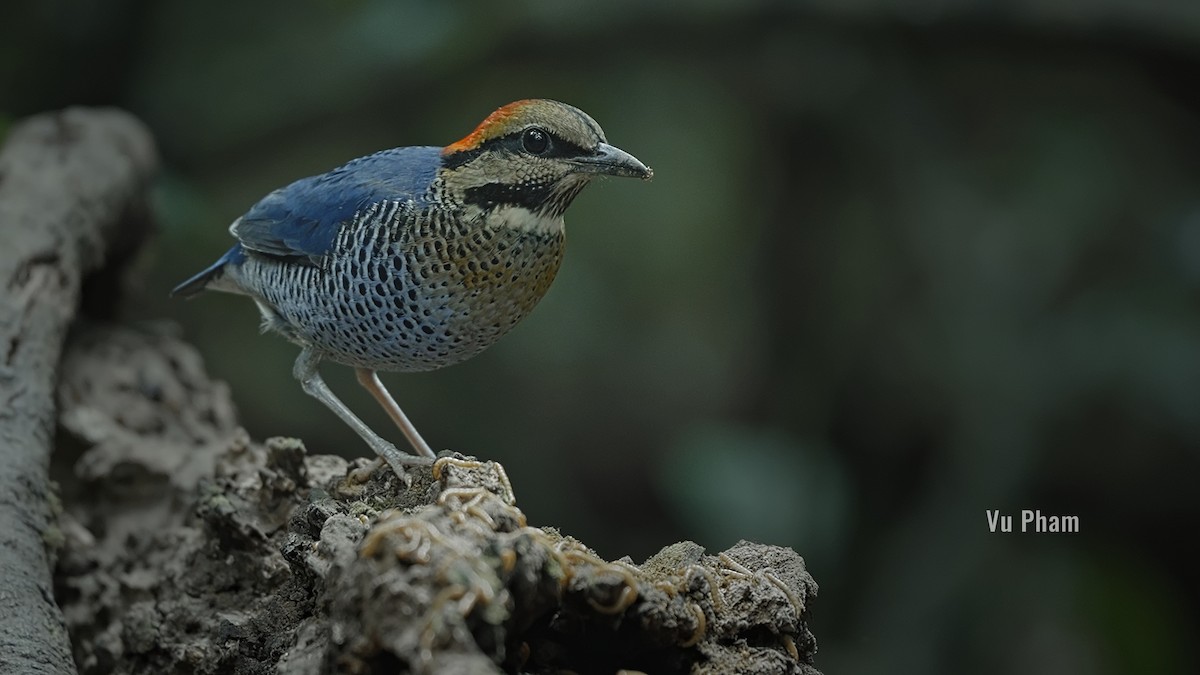 Blue Pitta - Vu Pham