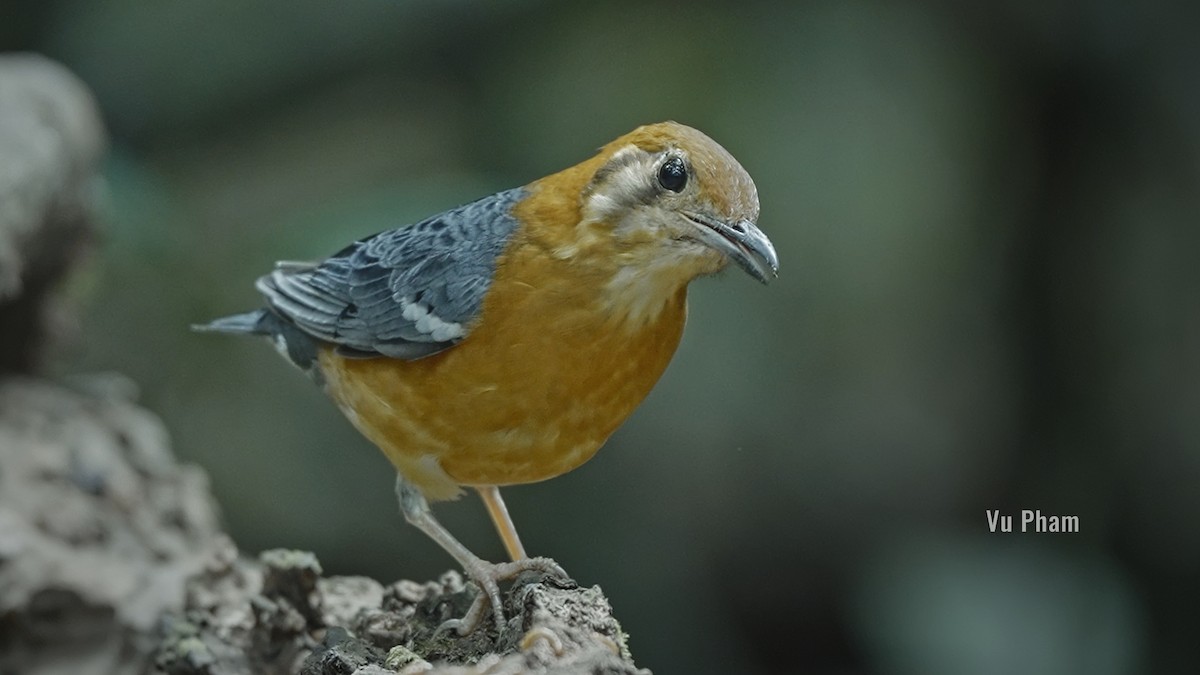 Orange-headed Thrush (Orange-headed) - ML608418087