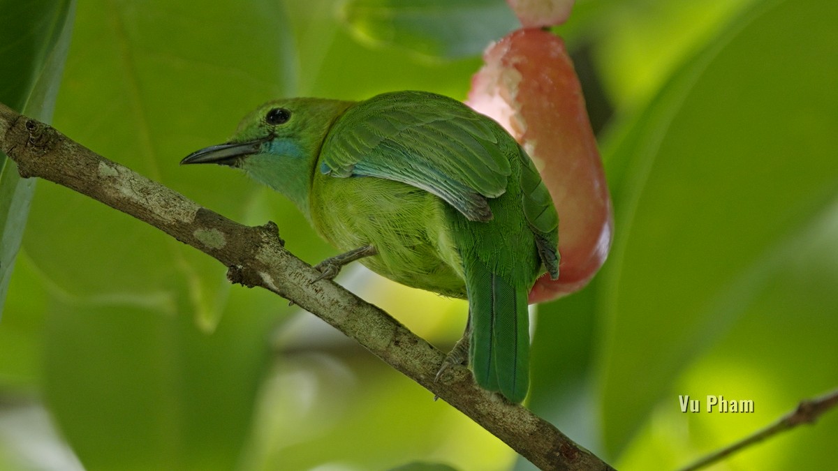 Golden-fronted Leafbird - ML608418170