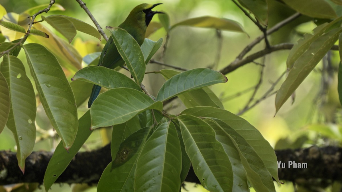 Golden-fronted Leafbird - ML608418171