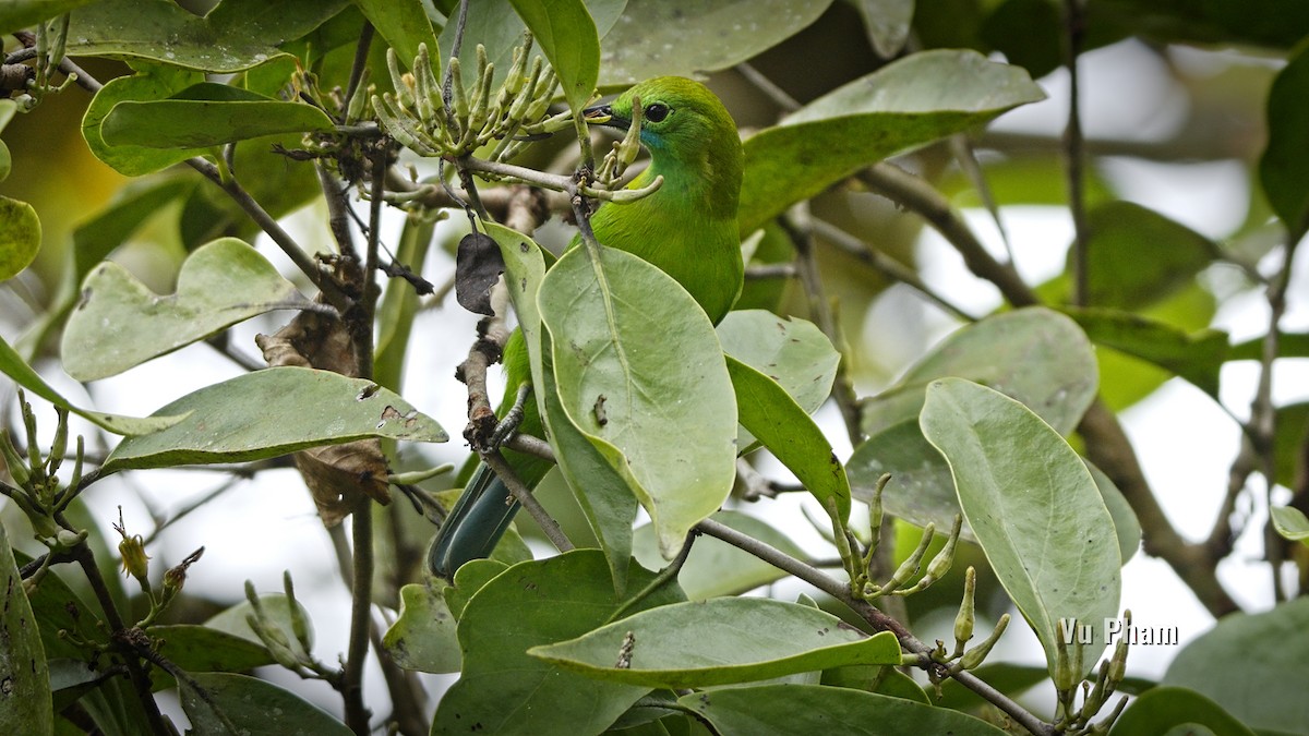 Golden-fronted Leafbird - ML608418172