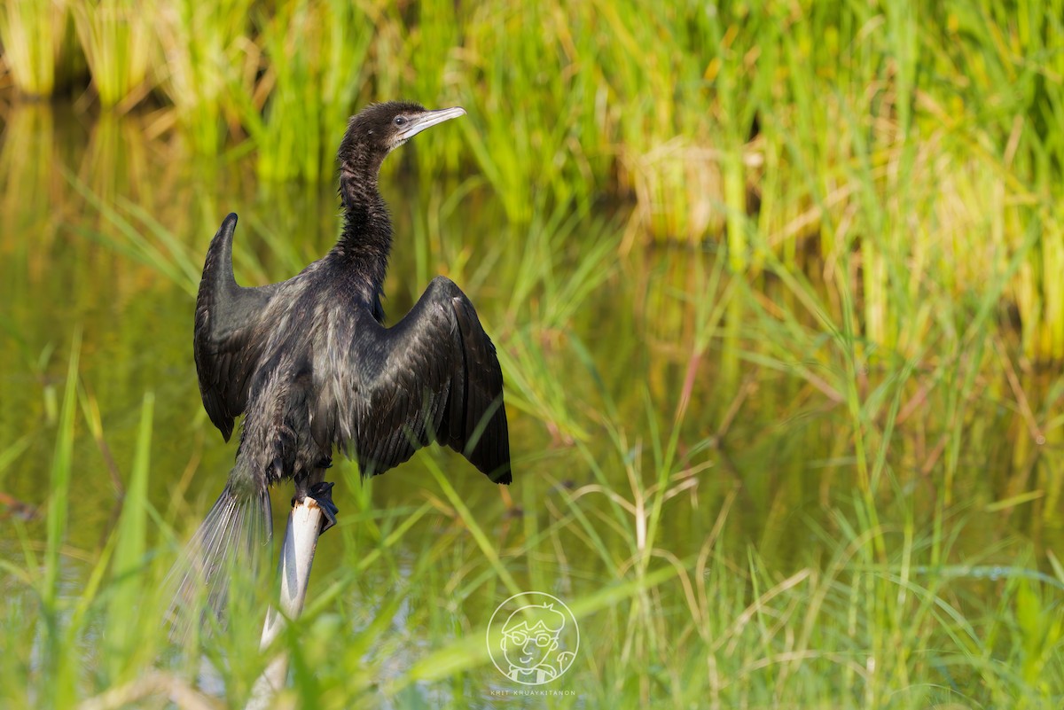 Little Cormorant - ML608418203