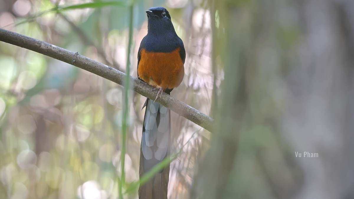 White-rumped Shama - ML608418220