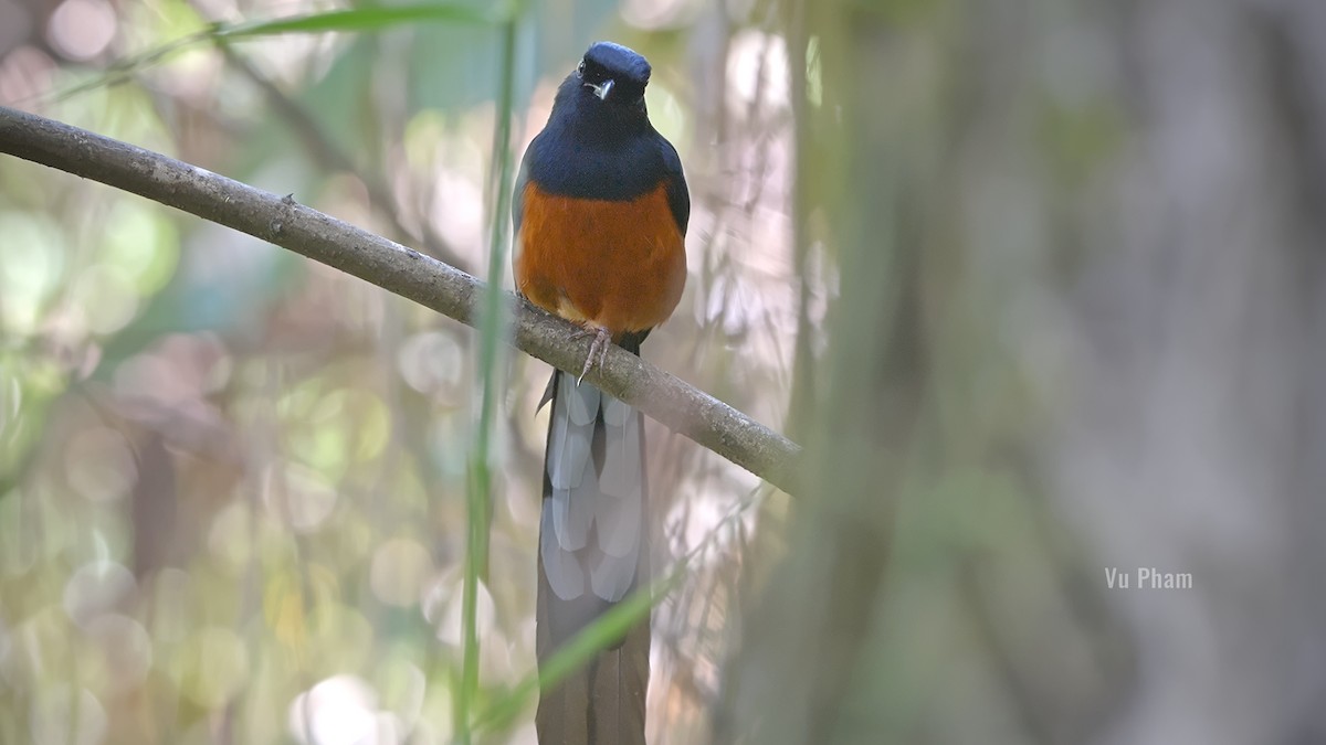 White-rumped Shama - Vu Pham