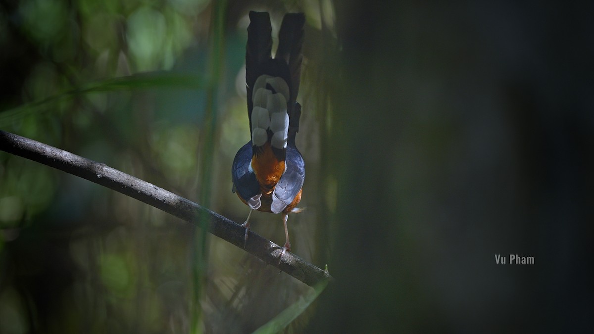 White-rumped Shama - ML608418224