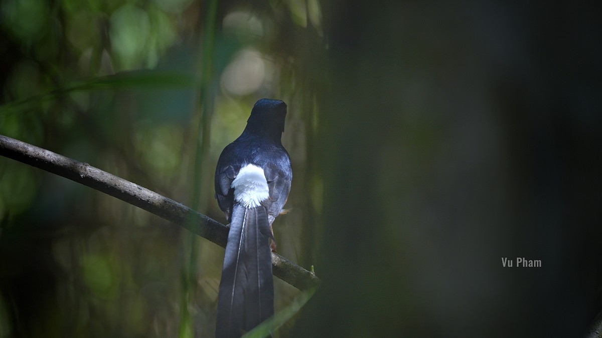 White-rumped Shama - ML608418225