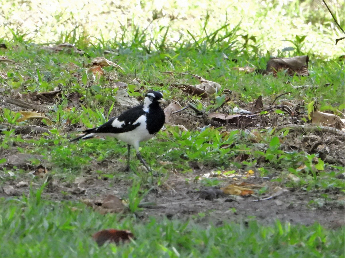 Magpie-lark - ML608418259