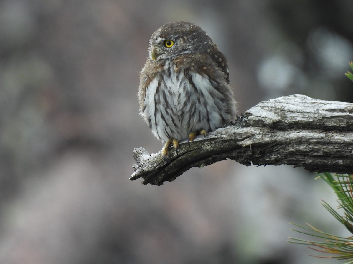 Northern Pygmy-Owl - ML608418390
