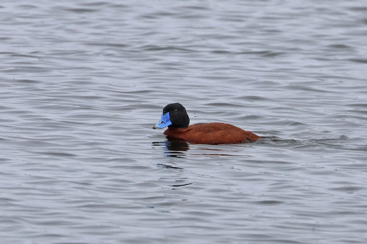 Maccoa Duck - Charley Hesse TROPICAL BIRDING