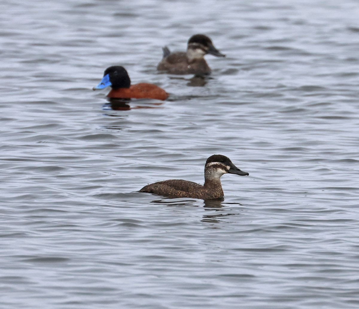 Maccoa Duck - Charley Hesse TROPICAL BIRDING