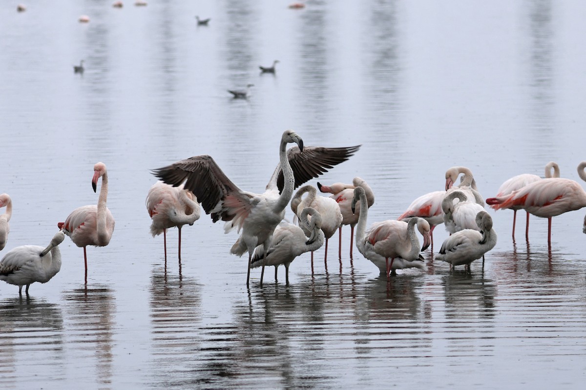 Greater Flamingo - Charley Hesse TROPICAL BIRDING