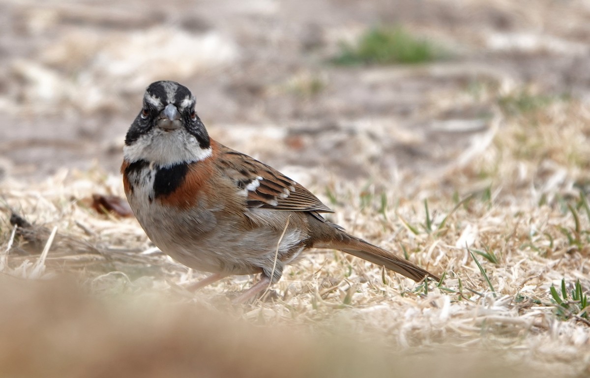 Rufous-collared Sparrow - ML608418493