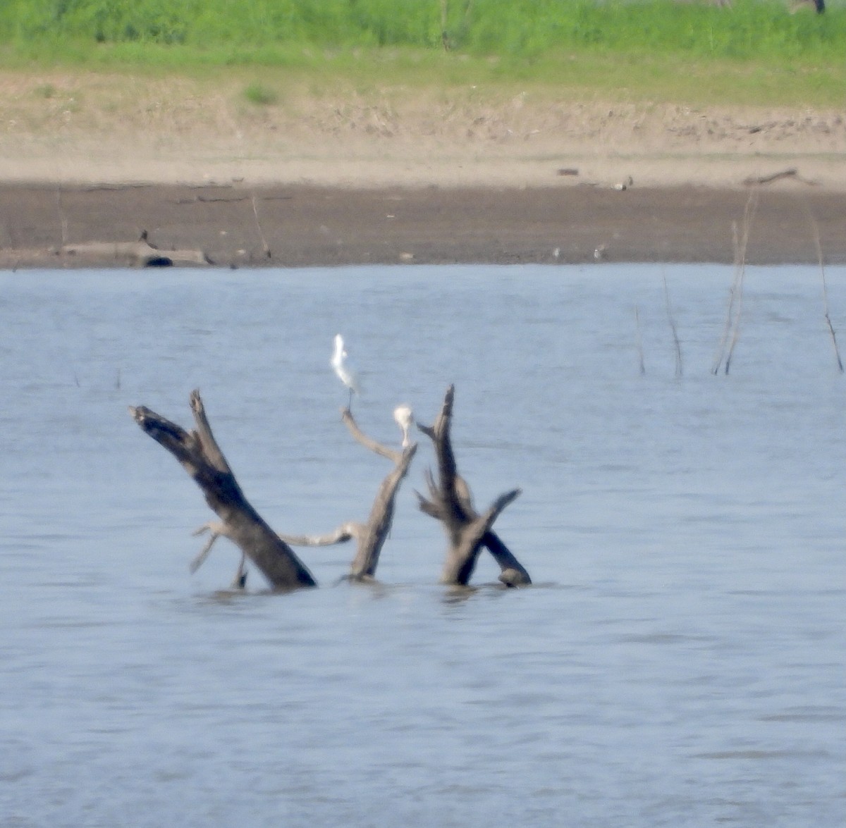 Roseate Spoonbill - ML608418587